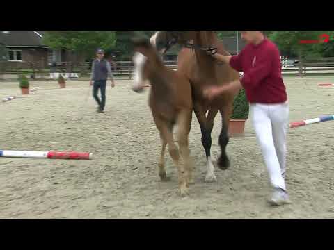25.06.2018 - Fohlenchampionat der Hengststation Mass J. Hell