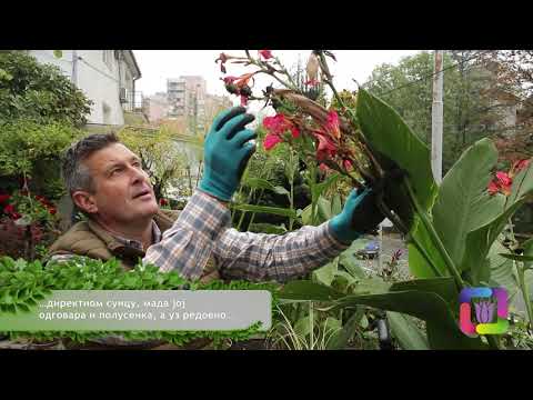 Cvetni kutak ep. 55 26.11.2020. Floraekspres, kana, Ruella, zvezdasta mahovina, Vršački gradski park