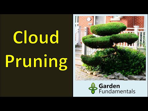 Cloud Pruning 🌲☁️☁️🌳 Japanese Niwaki Style Topiary