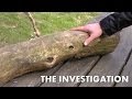 Creature Caught on Tape in Holland - The ...