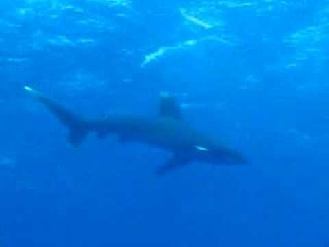 Oceanic White Tip Shark - Red Sea