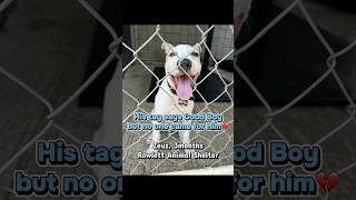 Video preview image #1 Labrador Retriever-Unknown Mix Puppy For Sale in Rowlett, TX, USA