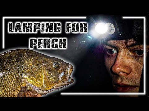 LAMPING FOR BIG PERCH | Alfie Russell | Perch At Night