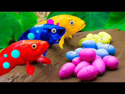 Amazing Colorful Koi Eggs Spawn Carp, Catfish, Eels - Stop Motion Fish - Funny Mukbang ASMR - Coco