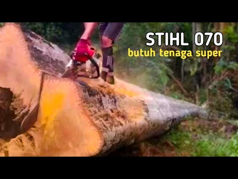 STIHL 070 SAINSAW BUTUH TENAGA SUPER UNTUK MEMBELAHNYA