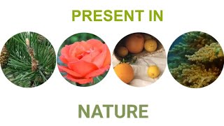 Cannabis-Derived Terpenes: What They Are, How to Extract Them, and Why They're Important