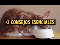 5 Maneras De Ser Amigo De Tu Gato