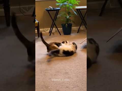 WWE cats #wwe #wrestling #cats