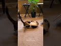 WWE Cats Wwe Wrestling Cats