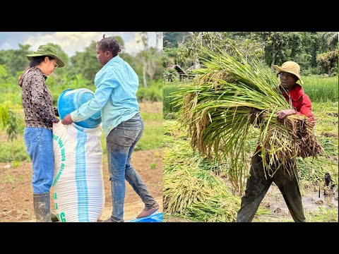 The surprising high yield doesn't stop at sticky rice || Will Dai Thom be the ultimate champion? ...