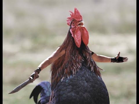 ARCTIC CHONK - BLEED (MESHUGGAH COVER)