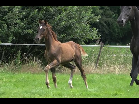 *2020 Stute von Dohnanyi - Swarovski SOLD!!!