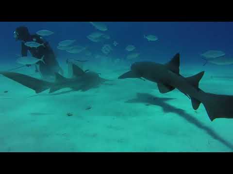 Arrival at Hammerhead HQ