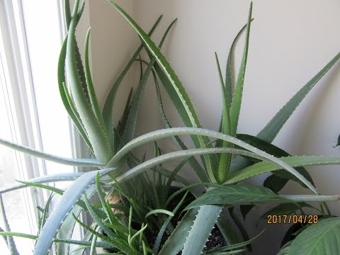 Aloe vera plant care
