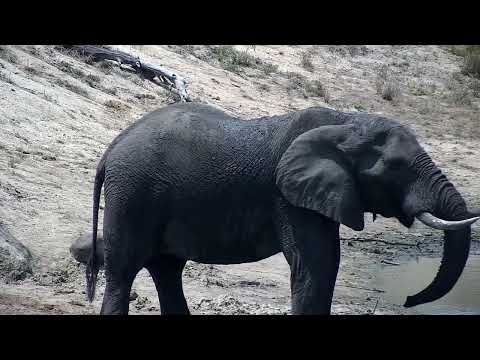 Djuma: Elephant bull drinks at dam - 12:24 - 10/11/2022