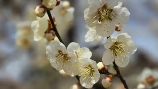 (4K)새봄 전령사 2025 광양 매화축제와 구례 산수유축제(2025 Gwangyang Plum Blossom Festival and Gurye Sansuyu Festival)