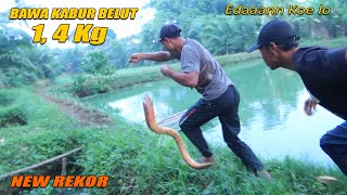 Download lagu REKOR !! MANCING BELUT DI SAWAH BISA DAPAT BELUT MONSTER 1,4 Kg mp3 Download lagu REKOR !! MANCING BELUT DI SAWAH BISA DAPAT BELUT MONSTER 1,4 Kg mp3