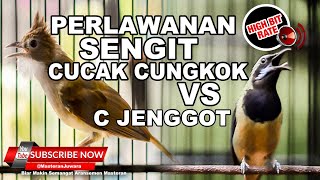 Download lagu #1 🔴Mewah Beset Beset Cucak Cungkok vs Cucak Jenggot Sangat Tajam dan Pedas❗️ mp3 Download lagu #1 🔴Mewah Beset Beset Cucak Cungkok vs Cucak Jenggot Sangat Tajam dan Pedas❗️ mp3