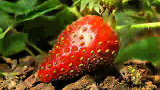 Scooter   Summer Wine