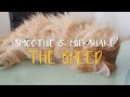 WHAT KIND OF CAT IS SMOOTHIE? - A Breed That Is Often Unwanted