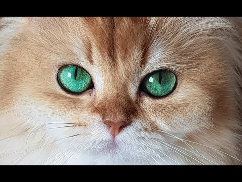 WHAT KIND OF CAT IS SMOOTHIE? - A Breed That Is Often Unwanted