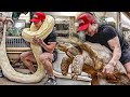 SQUATTING A GIANT 250LBS SNAKE! || Tristyn Lee Vlogs Ep. 4