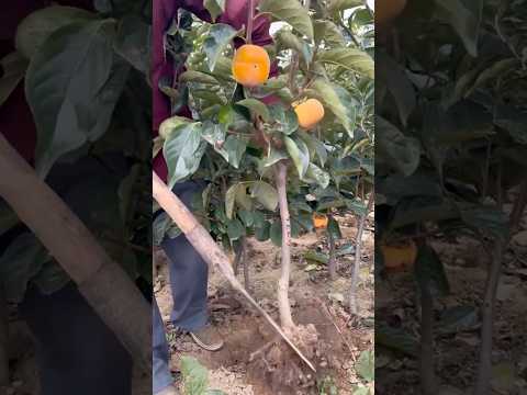 Let's Planting This Beautiful Persimmon Variety #satisfying @RomFarm