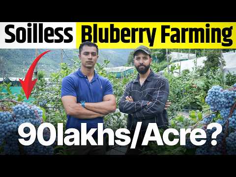 1 Acre Blueberry Farm से 90 Lakhs | Step by Step Business Guide | Agritalk By Abhinav Roy