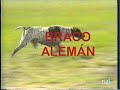 Braco Alemán de Pelo Corto - BRACO ALEMÁN
