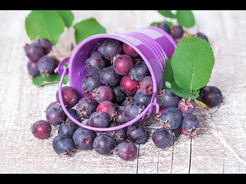 Ivan Hričovský: KEDY MÔŽEM VYSÁDZAŤ MUCHOVNÍK?