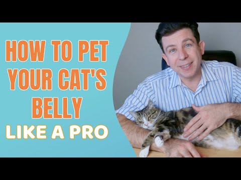 How to pet your cat's belly like a pro