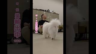 Case 26717 自我感覺良好白松鼠狗!唔鍾意就開你波#松鼠狗 #pomeranian #erickochannel #asianbestdogbehavioris