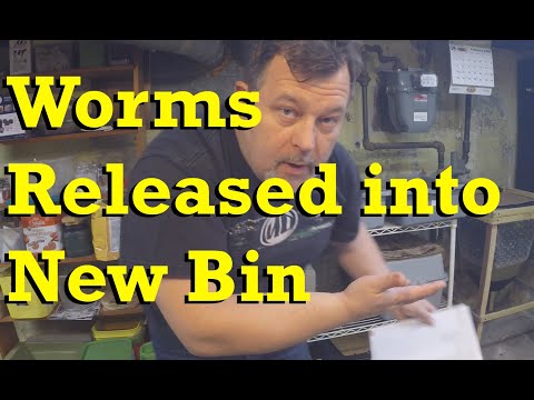 Red wigglers released into new worm bin - vermicomposting
