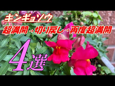 キンギョソウを切る:これは覚えておく必要があることです 植物