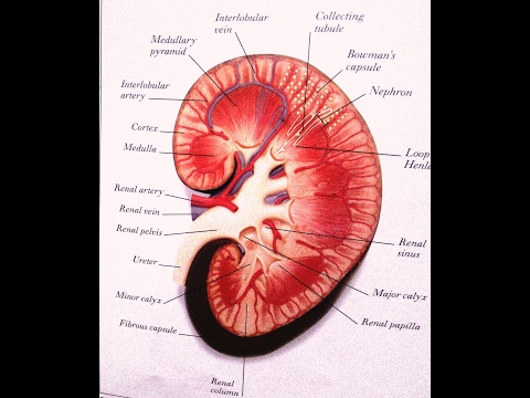 Brief About Renal Hypertension