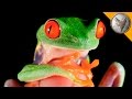 World's Most Famous Frog!