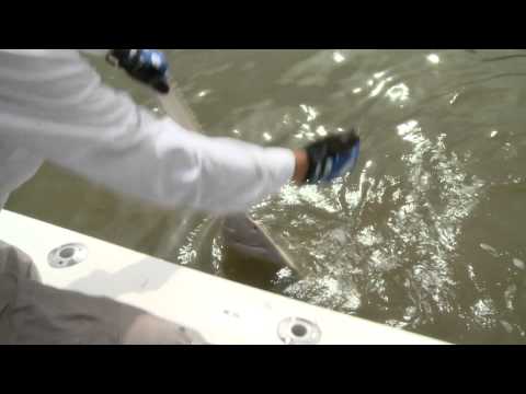 EPIC Islamorada Sawfish!