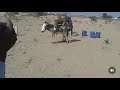 Amazing Donkey Meeting