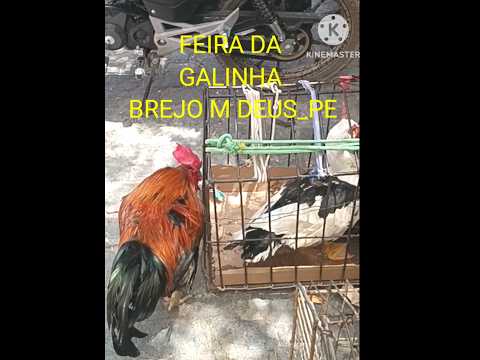 FEIRA DA GALINHA em Brejo da Madre Deus Pernambuco.#shortsviral #shortsfeed #videoshorts