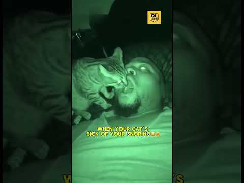 Oh shet cat and mouse