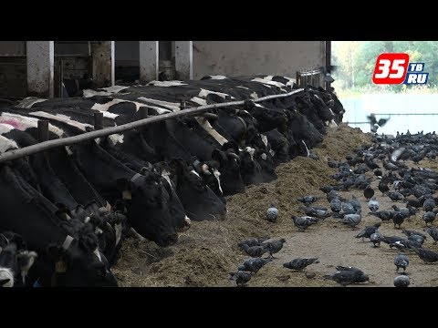 ���������� ������������� � �������� ��������� �������� ���� �������������