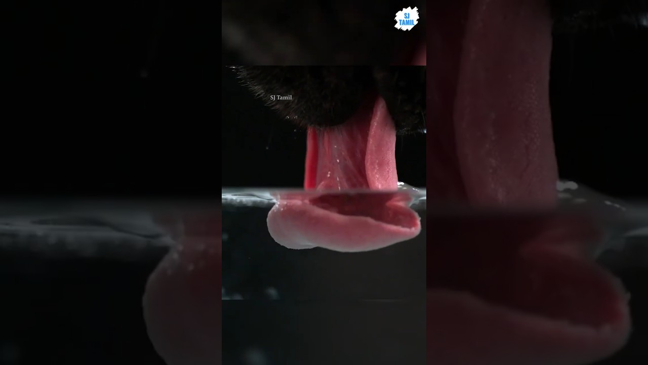 Dogs and cats drinking | SJ Tamil  #sjtamil #facts #tamil #shorts