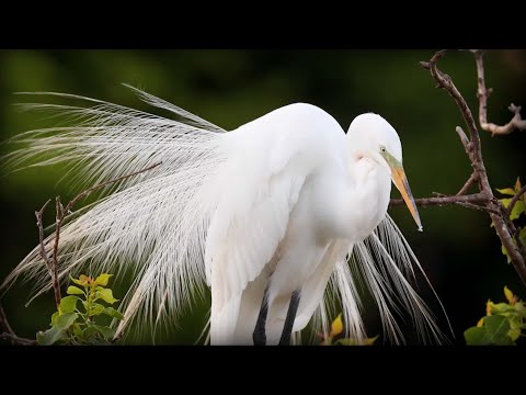 Great Egret (Ardea alba)