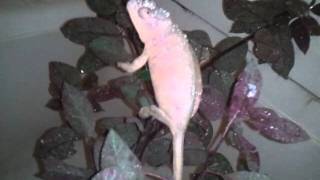 Camille the chameleon getting a shower