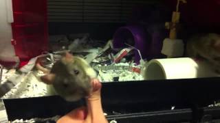 Molly the Rat Learns "Hi-Five"!