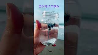 カツオノエボシ　茅ヶ崎海岸で漂着体を捕獲 #カツオノエボシ