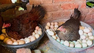 2 Beautiful & Young Aseel hens Hatching To Many eggs Together - Hatched chicks