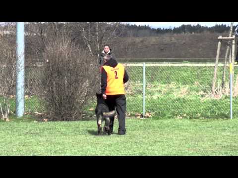 Helmut Huber mit Hank vom Weinbergblick - IPO3 Unterordnung in Vöhringen 2013 - 98 Punkte