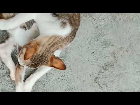 cute cat videos to make you happy........#trending #youtube #cat  #cats 