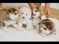 Little Cute Husky Puppies' Fighting